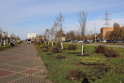Более 2,2 тысяч кустарников и деревьев высаживают на улице Ташкентской и в сквере Лосином в Самаре