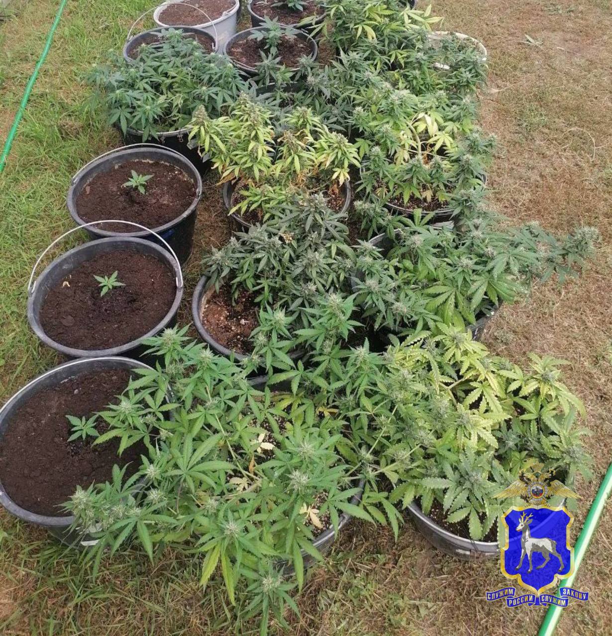 Самарские полицейские пресекли незаконное культивирование наркосодержащих растений в Волжском районе