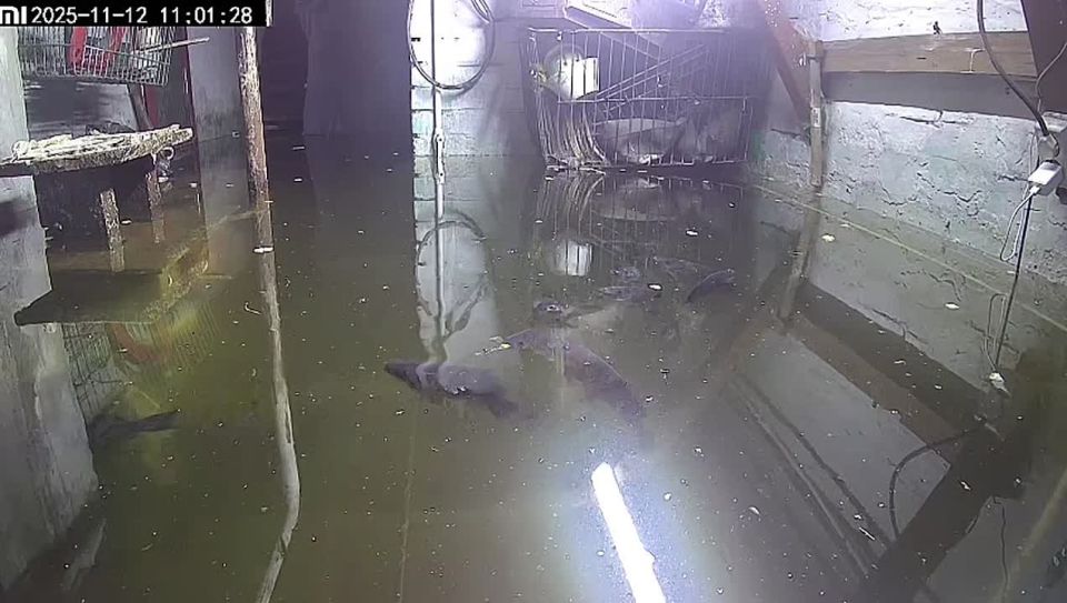 Жительница Кузбасса завела карпов в подтопленном подвале