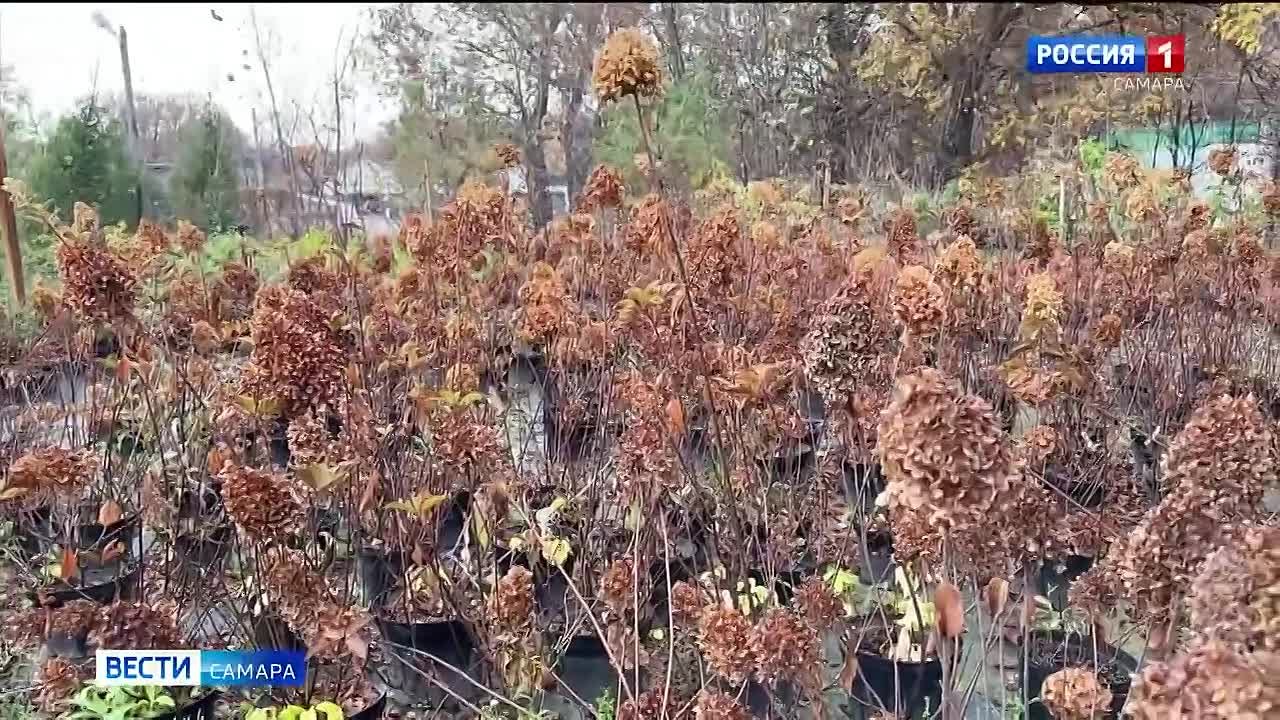 В Самаре готовят гортензии и хвойные к зиме