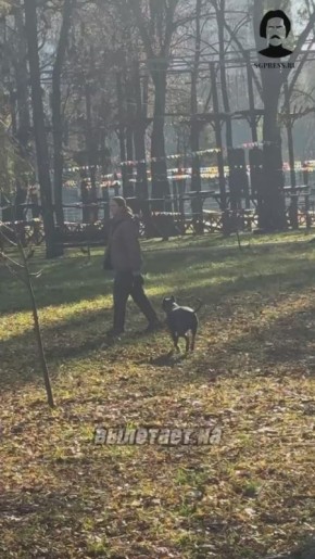 Любимица Металлурга: американский питбультерьер Нюша