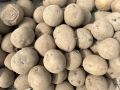 Секреты успешной посадки картофеля: Как сделать клубни крупнее на 30%