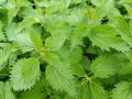 Майская крапива: как это зелёное чудо может спасти ваш огород