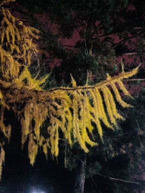 Вот такие золотые ветки ещё радуют глаз!