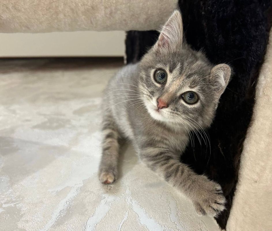 «Хвостики Самары». Давайте узнаем, кто у нас самый преданный и пушистый член семьи! : Ольга Бойкова Делитесь в комментариях фотографиями своих домашних питомцев