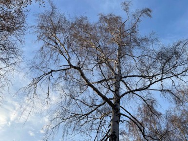 Доброе утро!. 16 ноября термометры покажут -1...+4 °C Обещают облачную погоду с прояснениями, небольшие, местами умеренные дождь и мокрый снег, слабый гололед