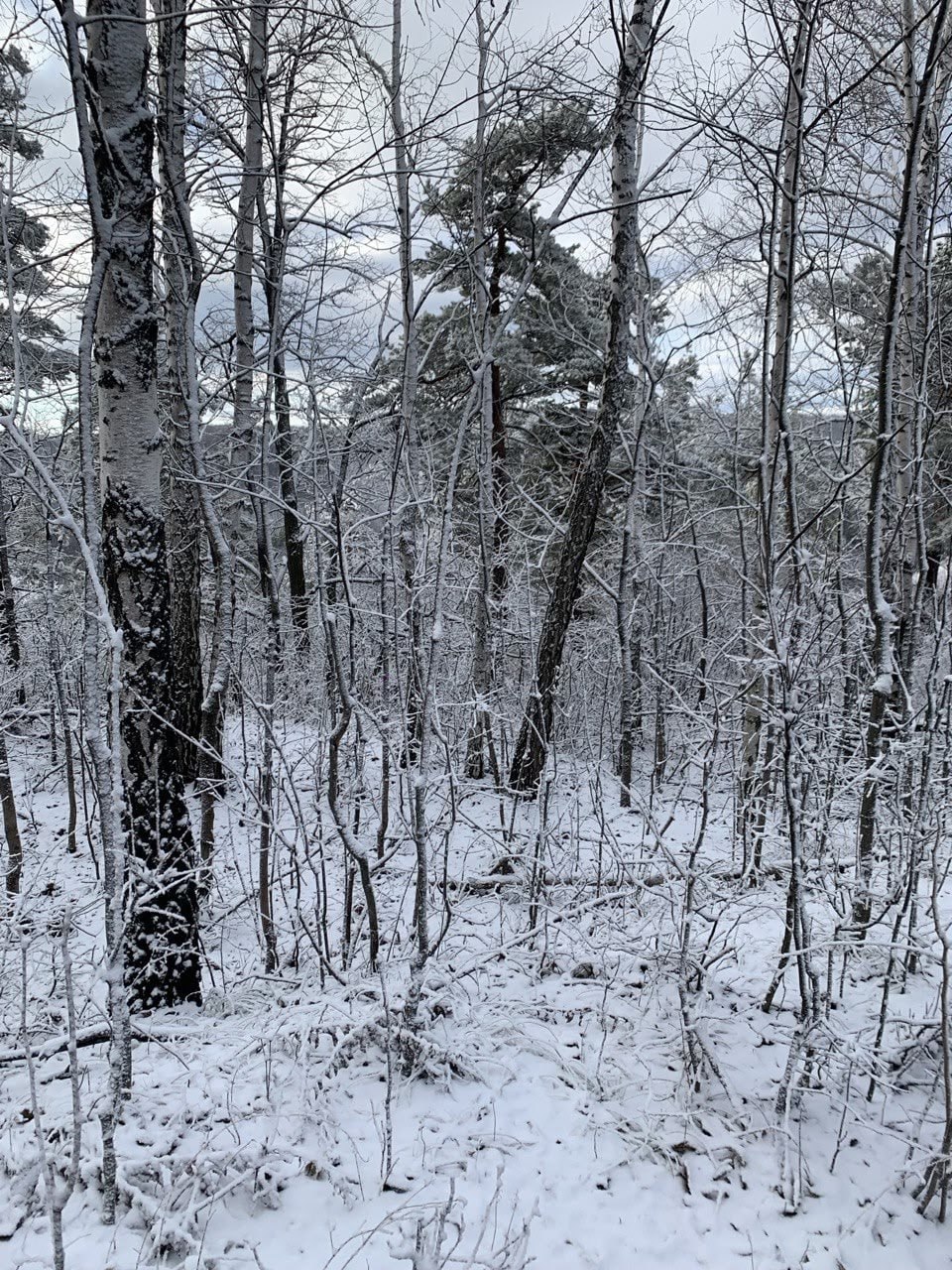 Жигулевские горы запорошило первым снегом под Самарой Жигулевские горы запорошило первым снегом под Самарой
