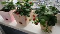 Как вырастить вкусную землянику на подоконнике: советы и секреты