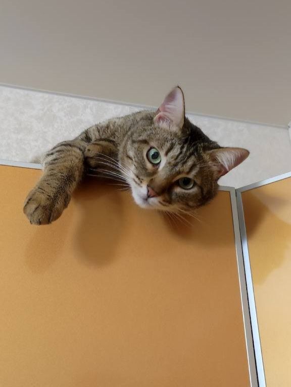 Посмотрите на эту милую мордочку — это Тихон, и он ищет хозяев