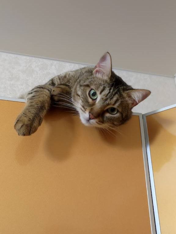 Посмотрите на эту милую мордочку — это Тихон, и он ищет хозяев