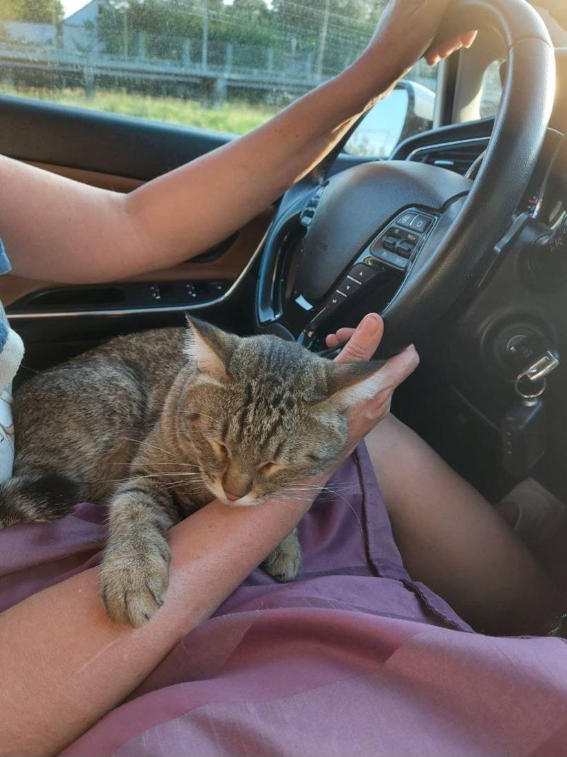 Посмотрите на эту милую мордочку — это Тихон, и он ищет хозяев Посмотрите на эту милую мордочку — это Тихон, и он ищет хозяев