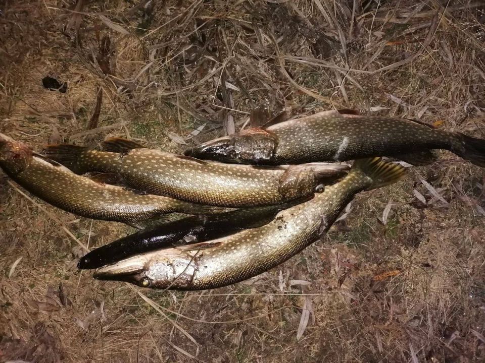 � ������� ������������� ������������ �������� ���� �������������