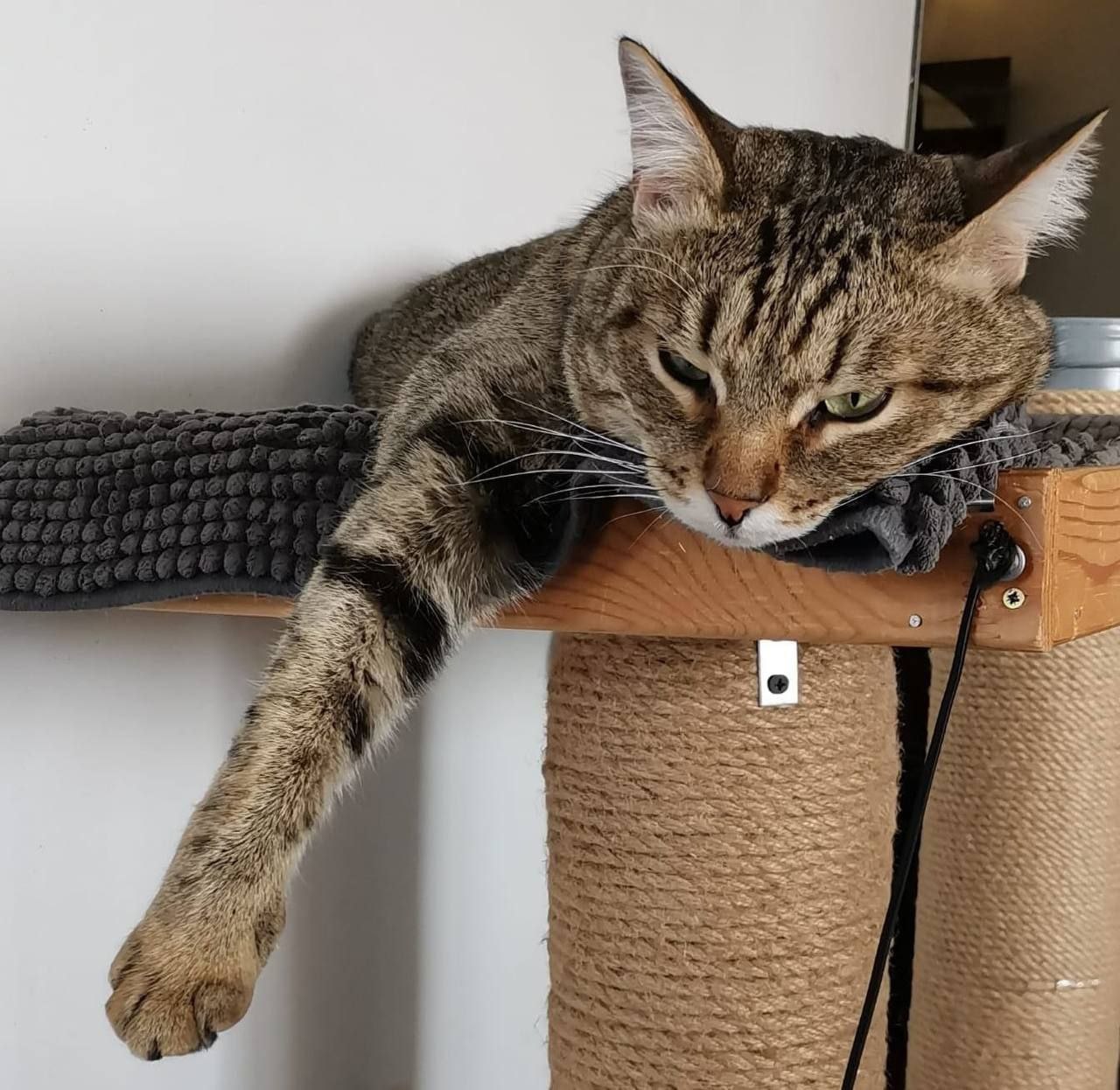 Посмотрите на эту милую мордочку — это Тихон, и он ищет хозяев Посмотрите на эту милую мордочку — это Тихон, и он ищет хозяев