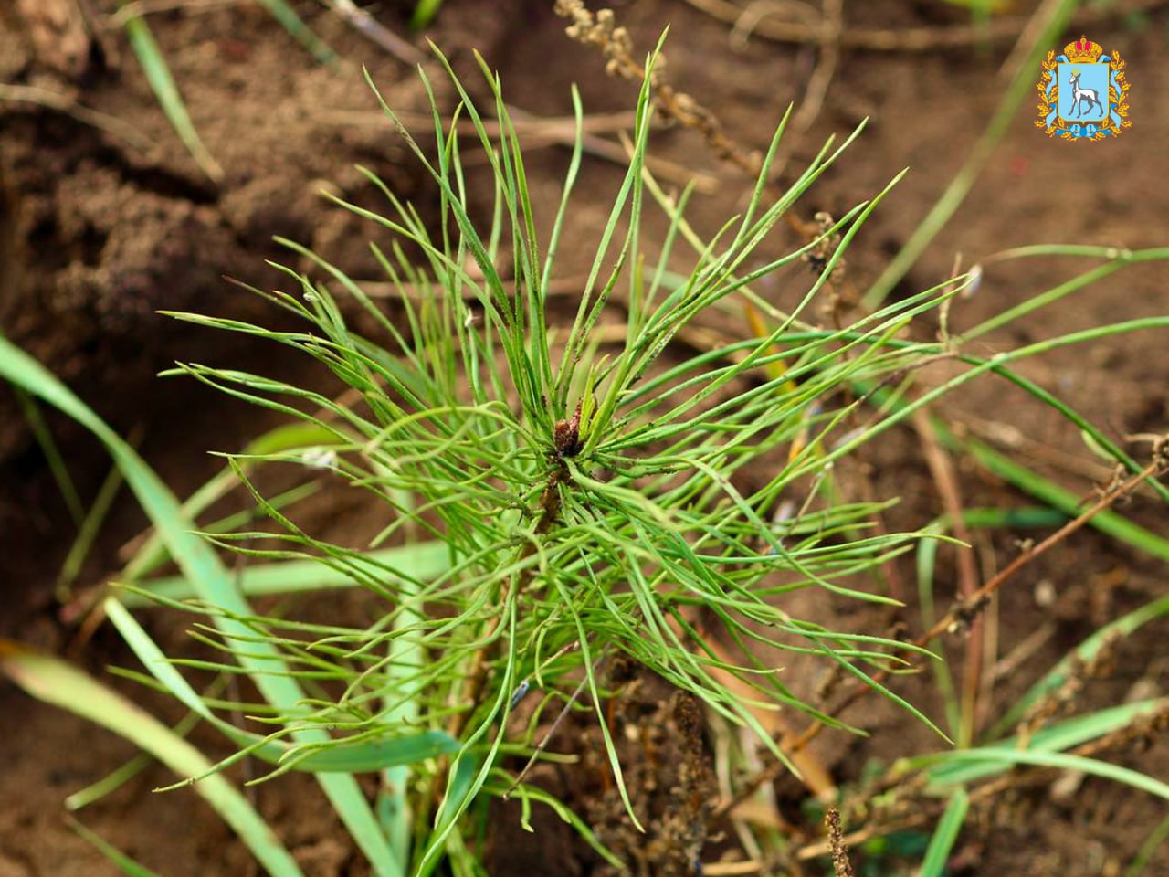 Итоги лесокультурного сезона 2025! Итоги лесокультурного сезона 2025!