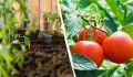 Когда сеять томаты на рассаду в 2025 году: советы по лунному календарю