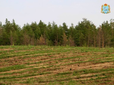 Итоги лесокультурного сезона 2025!