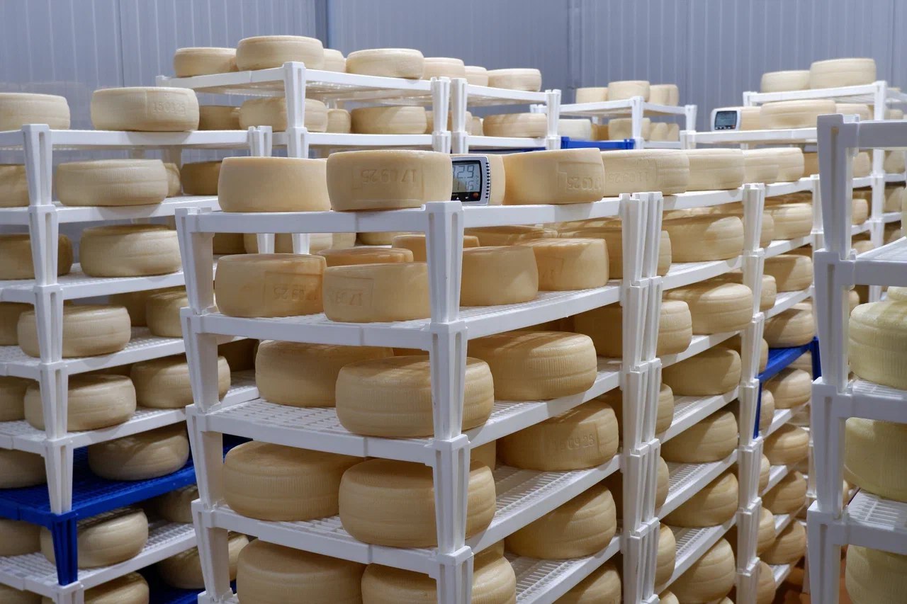В Самарской области фермеры освоили производство изысканного сыра пекорино