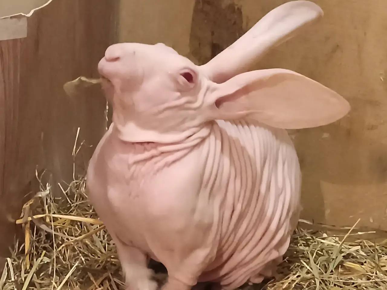 Лысый кролик по кличке Добби родился и живёт в глубинке Самарской области Лысый кролик по кличке Добби родился и живёт в глубинке Самарской области