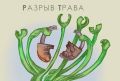 Разрыв-трава: легенда, которую можно вырастить в своем саду
