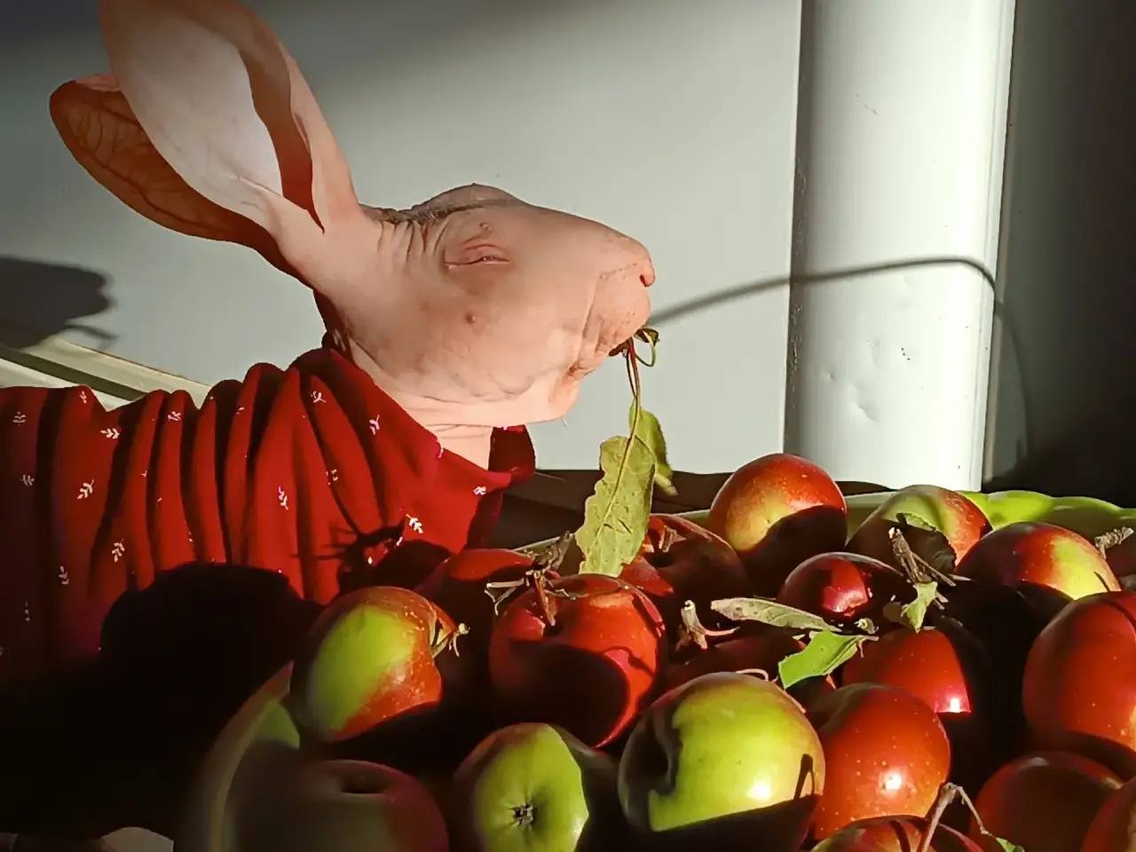 Лысый кролик по кличке Добби родился и живёт в глубинке Самарской области Лысый кролик по кличке Добби родился и живёт в глубинке Самарской области