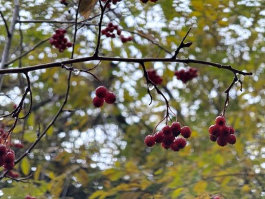  !. 14     -2...+2 C      ,     , 2...4 /.   MAX l l l