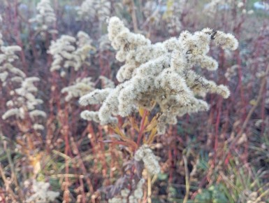 Доброе утро!. 23 ноября температура воздуха составит +2...+7 °C Синоптики прогнозируют облачную погоду, местами небольшой дождь, туман
