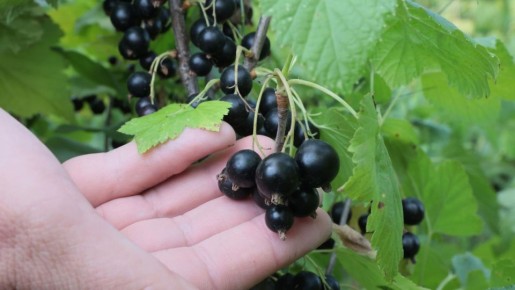 Как добиться крупных ягод черной смородины: проверенные советы по весенней обработке