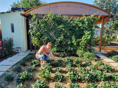 Как правильно посадить клубнику в августе для богатого урожая