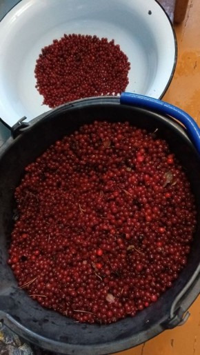 Урожай брусники: как карельские леса щедро делятся дарами природы