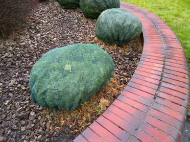 Как сохранить растения зимой: частые ошибки и их последствия