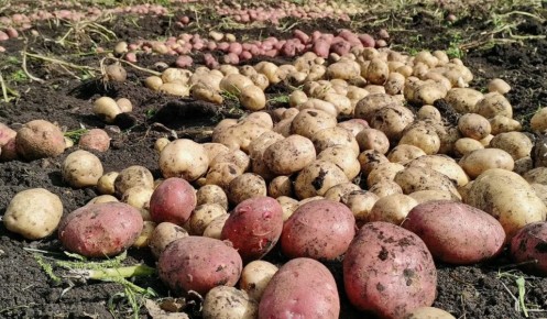 Как древесная зола помогает увеличить урожай картофеля: секреты успешных садоводов