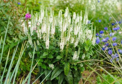 Вероника колосковая: как украсить ваш сад яркими акцентами