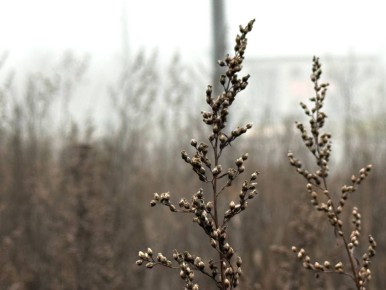 Доброе утро!. 25 ноября столбики термометров поднимутся до +6...+8 °C Синоптики обещают облачность с прояснениями, без осадков