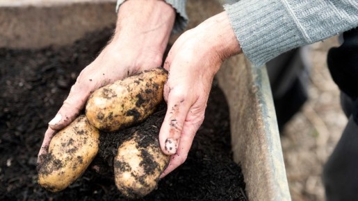 Урожай картофеля замучаетесь собирать: эта «подсыпка» увеличит его в 2 раза