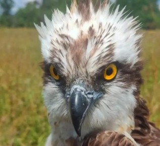 Русская выхухоль, черный аист и другие редкие виды вымерли в Самарской области