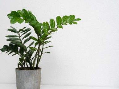 Как вернуть к жизни засохшие растения: простые и эффективные методы восстановления