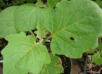 Как избежать пустоцветов на баклажанах и получить богатый урожай?