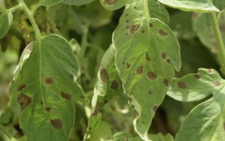 Как спасти урожай томатов от бурой пятнистости в знойные дни