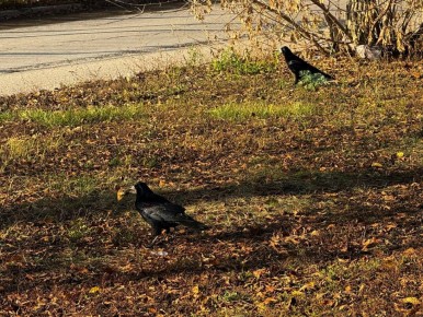 Доброе утро!. 29 ноября столбики термометров покажут +1...+3 °C Синоптики обещают облачную погоду, местам осадки