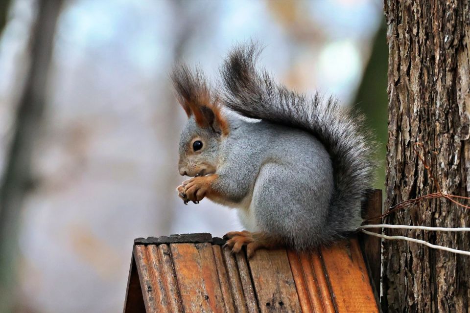 ������ ��������� ����, ������!