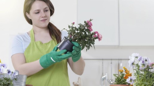 Растениям тоже полезно: это неожиданное средство из аптечки заменит дорогие удобрения