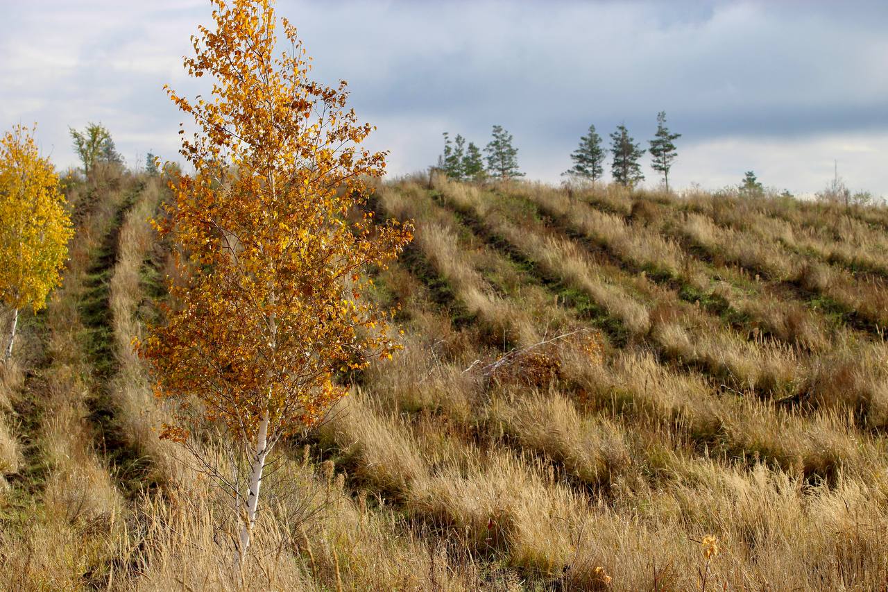 17 гектаров нового леса как «экологический долг»