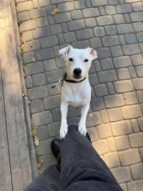 «Хвостики Самары». Давайте узнаем, кто у нас самый преданный и пушистый член семьи! : Дмитрий Павлов Делитесь в комментариях фотографиями своих домашних питомцев