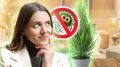 Вирусы не страшны: с этим растением воздух в квартире будет чистым всегда