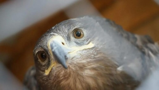 Свинка Нюша и подорлик Коко Шанель: кто живет в приюте для диких животных в Самарской области