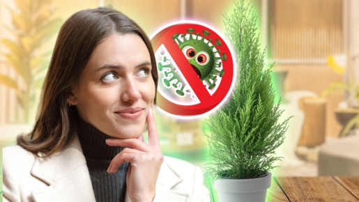 Вирусы не страшны: с этим растением воздух в квартире будет чистым всегда