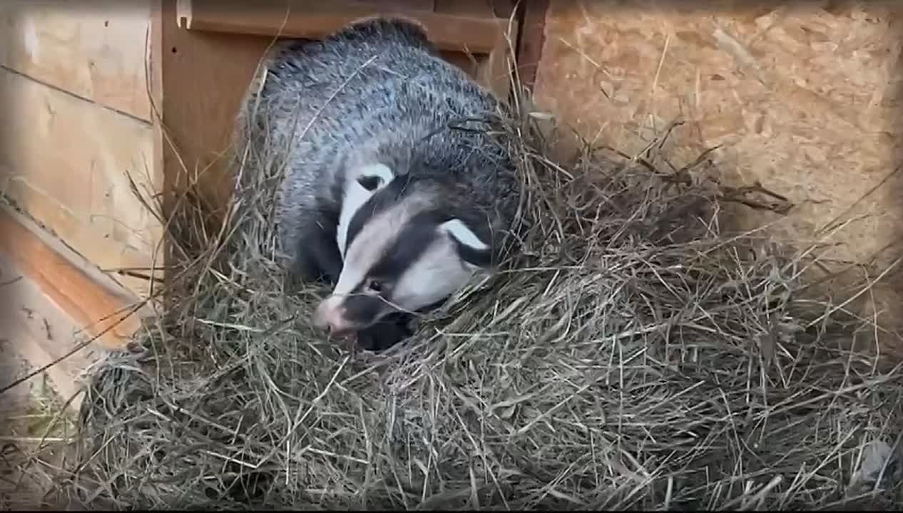 Видео: барсук Борис готовится к зимней спячке в Самарском зоопарке