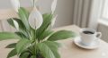 Зеленые герои: 7 комнатных растений для чистоты воздуха в вашем доме