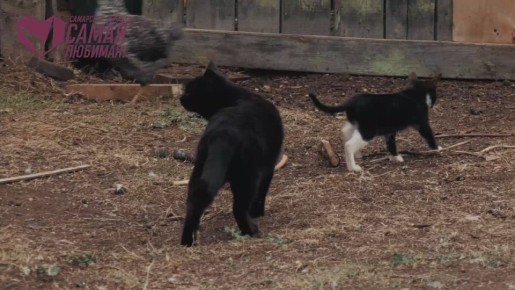 ����� ���, ���� ��������� �������?