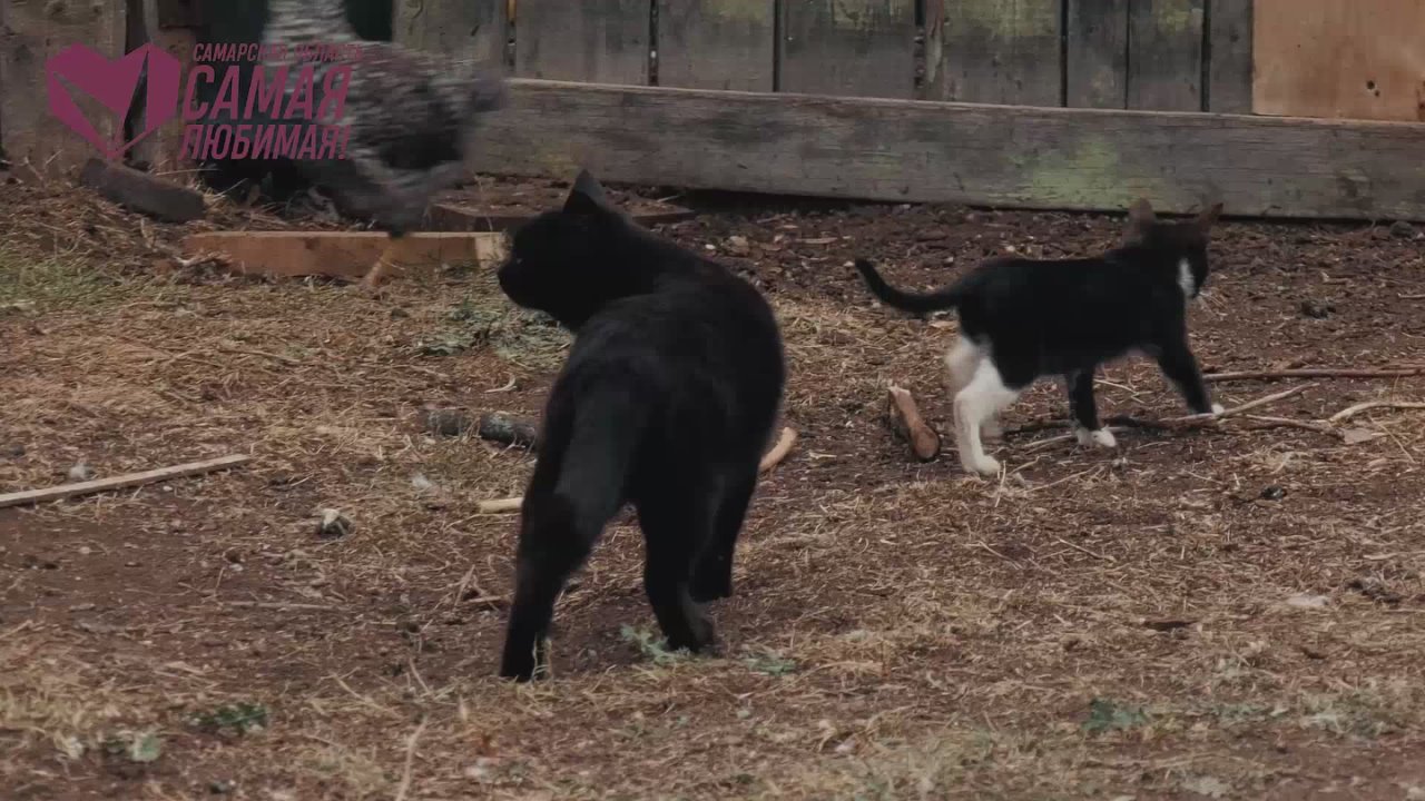 Какая она, наша Самарская область?